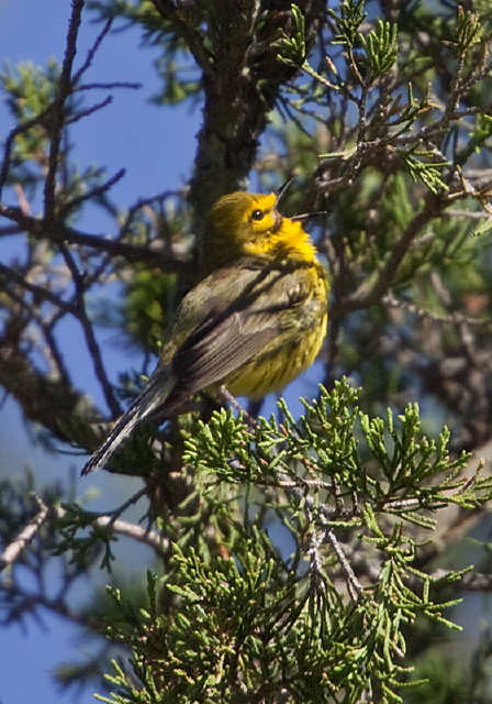 Dendroica discolor Parulidae