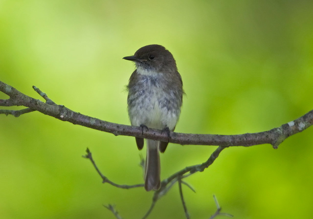 Sayornis phoebe Tyrannidae