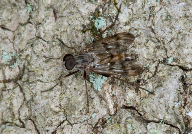 Rhagio mystaceus Rhagionidae