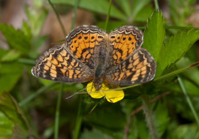 Phyciodes tharos Nymphalidae