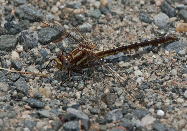 Gomphus lividus Gomphidae