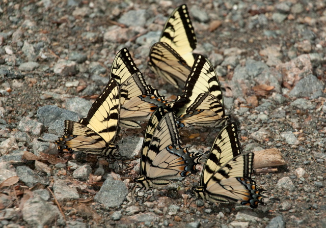 Papilio glaucus Papilionidae