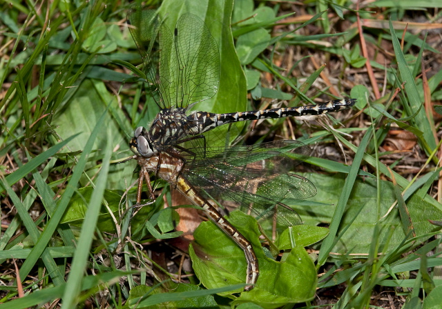 Gomphaeschna furcillata Aeshnidae