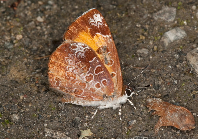 Feniseca tarquinius Lycaenidae