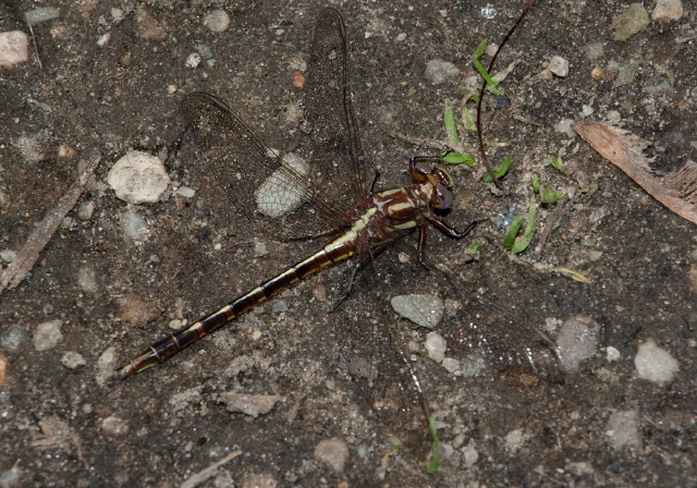 Gomphus lividus Gomphidae