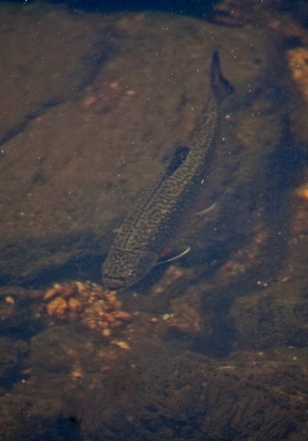 Salvelinus fontinalis Salmonidae