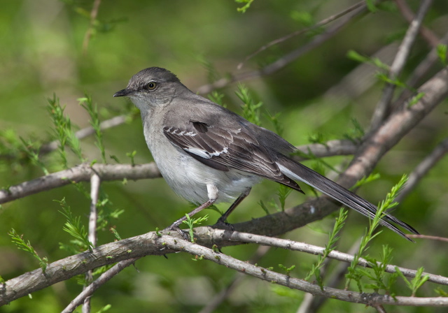 Mimus polyglottos Mimidae