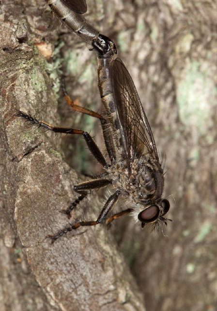 Machimus notatus Asilidae