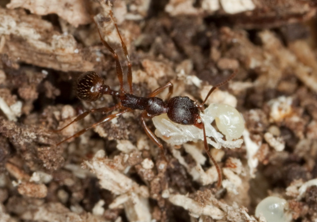 Aphaenogaster rudis? Formicidae