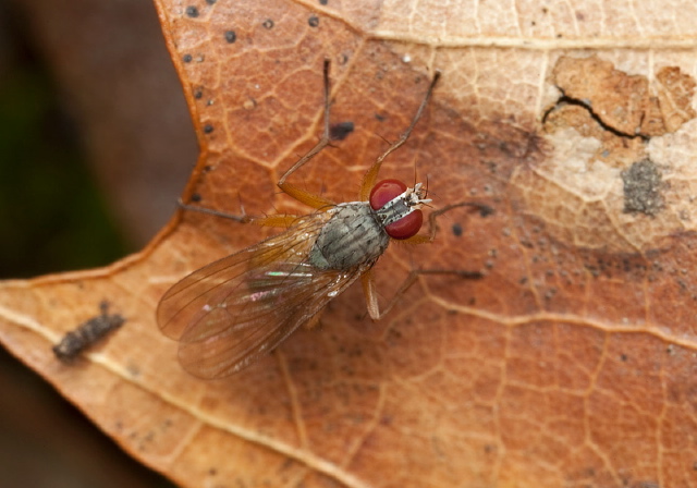   Anthomyiidae?