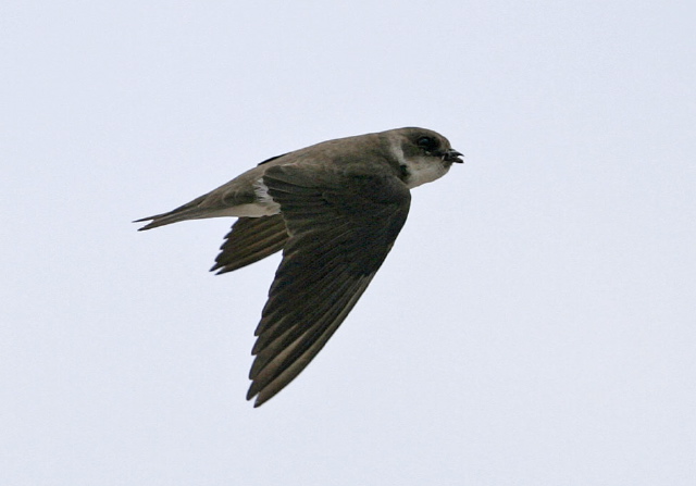 Riparia riparia Hirundinidae