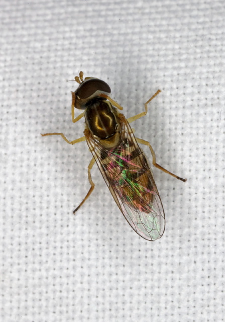 Toxomerus marginatus? Syrphidae