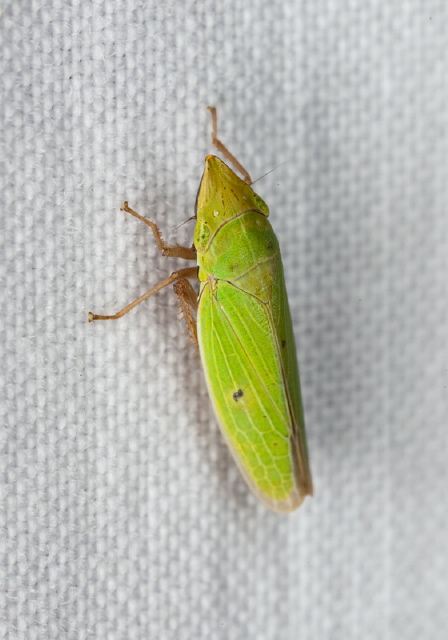 Draeculacephala zeae? Cicadellidae