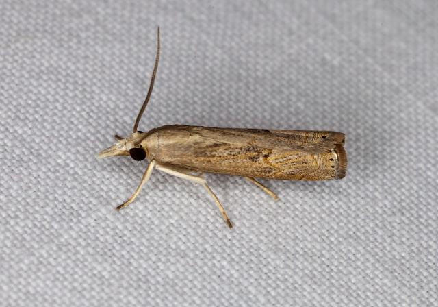 Parapediasia teterrella Crambidae