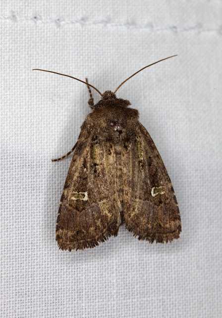 Lacinipolia renigera Noctuidae