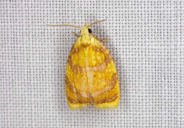 Acleris albicomana Tortricidae
