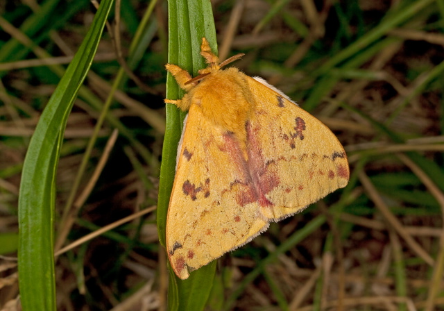 Automeris io Saturniidae