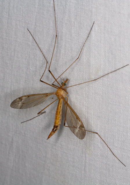 Tipula (Lunatipula) submaculata Tipulidae