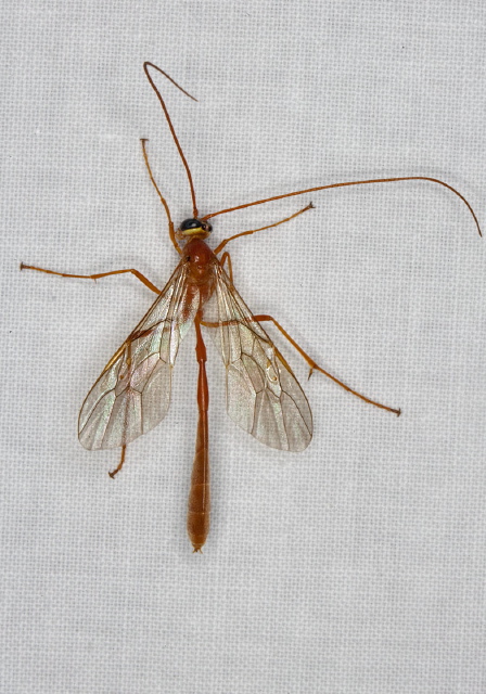 Enicospilus purgatus Ichneumonidae