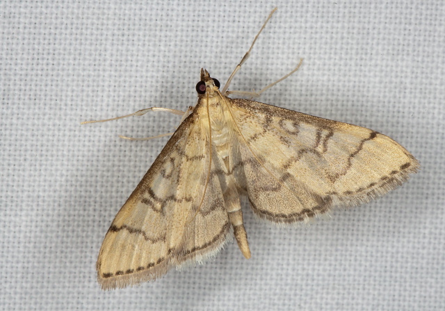 Blepharomastix ranalis Crambidae