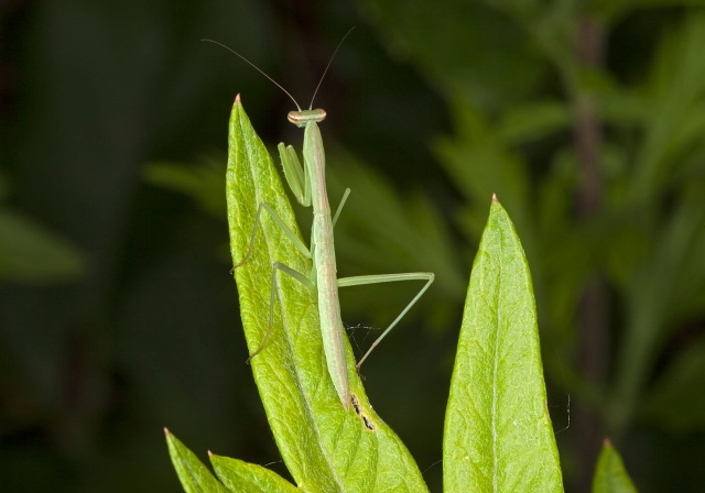 Tenodera aridifolia Mantidae