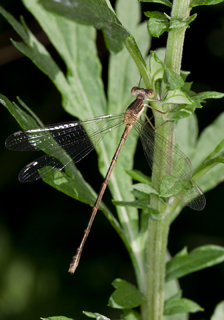 Lestes rectangularis? Lestidae