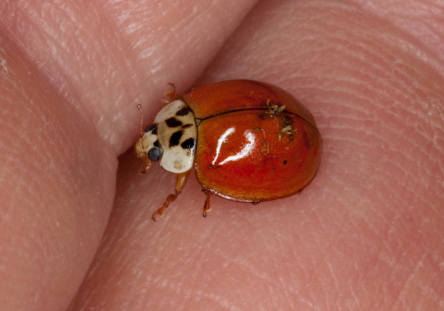 Harmonia axyridis Coccinellidae