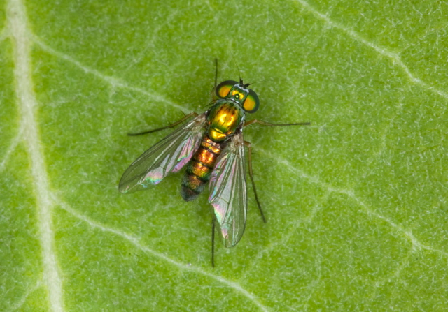 Condylostylus caudatus group Dolichopodidae