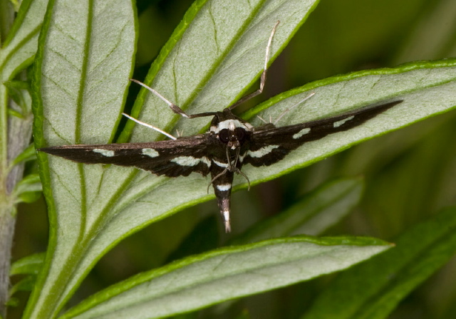 Desmia funeralis Crambidae