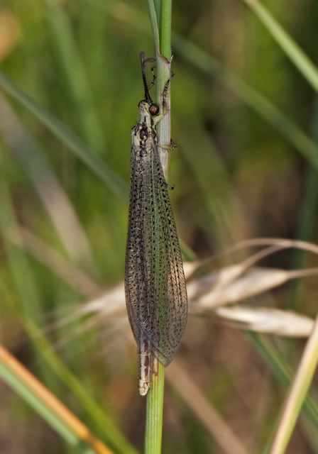 Brachynemurus abdominalis Myrmeleontidae