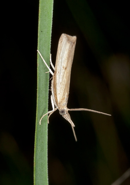   Crambidae