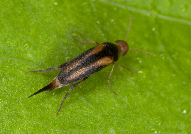 Mordellistena andreae Mordellidae