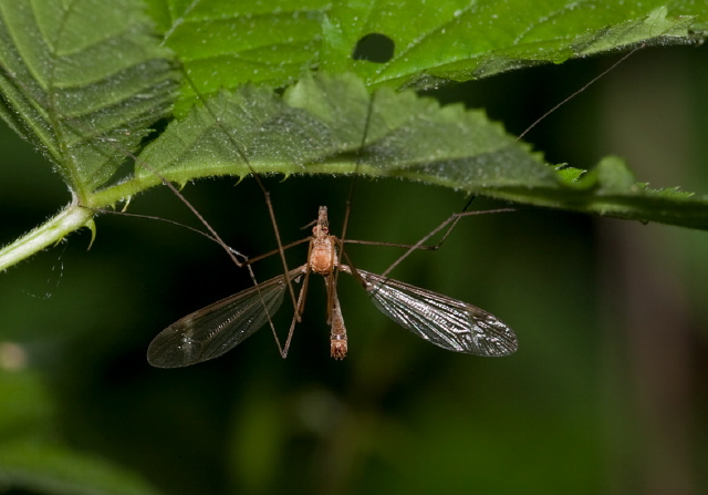 Tipula (Lunatipula) submaculata? Tipulidae