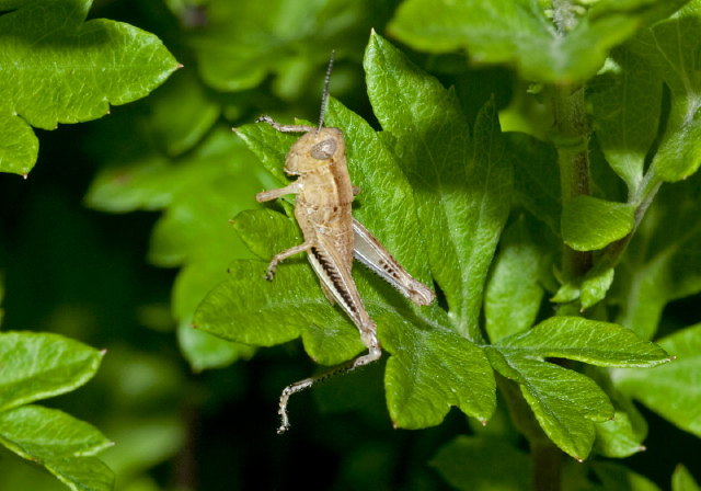 Melanoplus bivittatus Acrididae