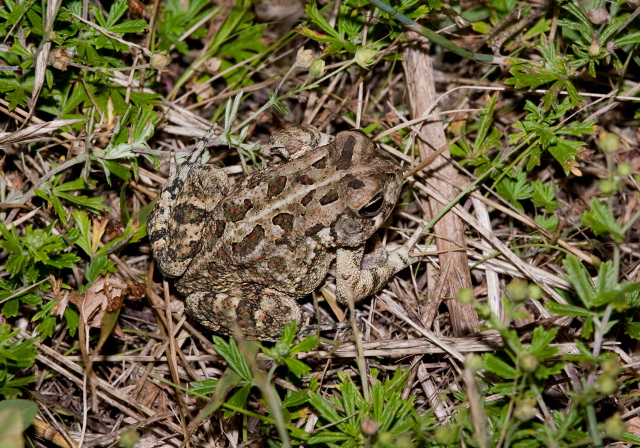 Bufo fowleri Bufonidae