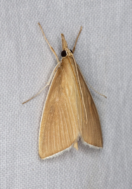 Sclerocona acutella Crambidae