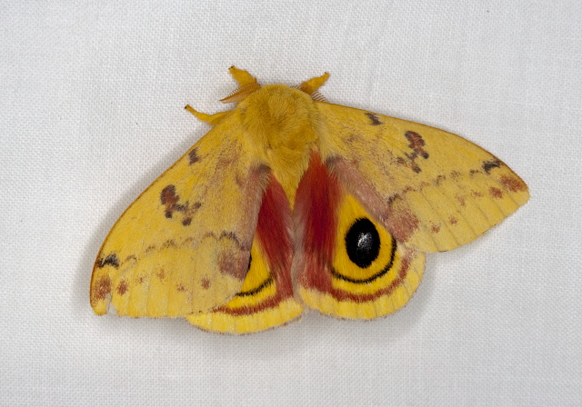 Automeris io Saturniidae