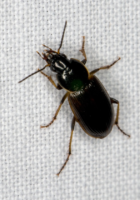 Stenolophus fuliginosus Carabidae