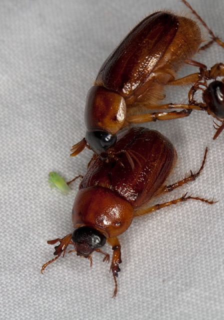 Cyclocephala borealis Scarabaeidae