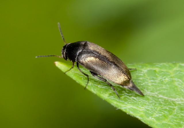 Mordellistena smithi? Mordellidae