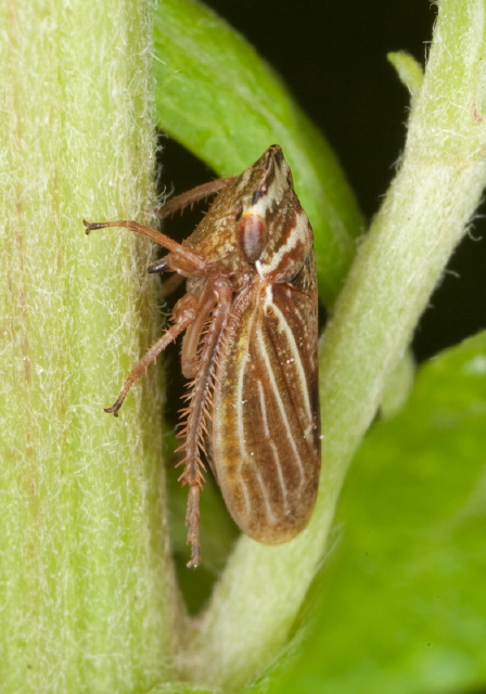 Aphrodes sp. Cicadellidae