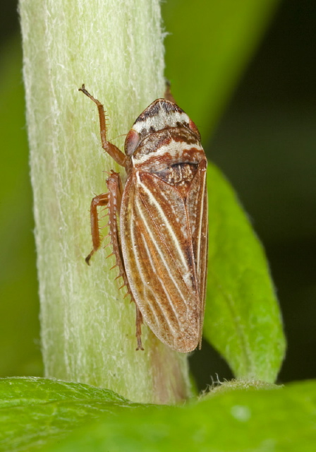 Aphrodes sp. Cicadellidae