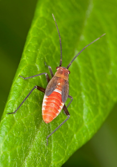   Miridae