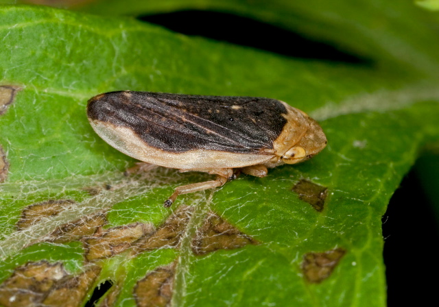 Philaenus spumarius Cercopidae