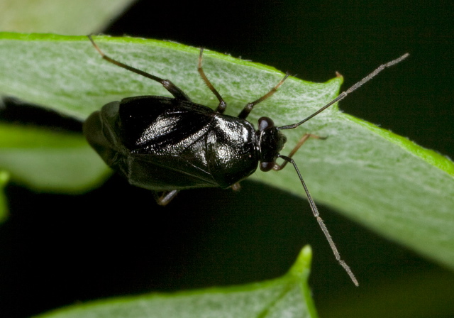 Slaterocoris stygicus Miridae