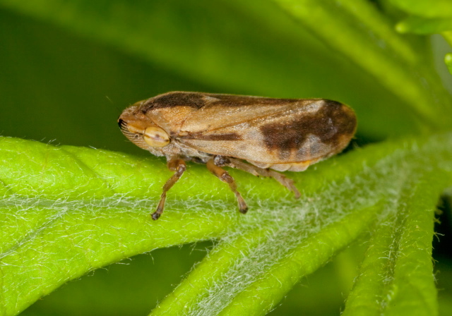 Philaenus spumarius Cercopidae