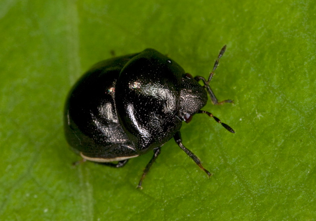 Corimelaena lateralis? Thyreocoridae