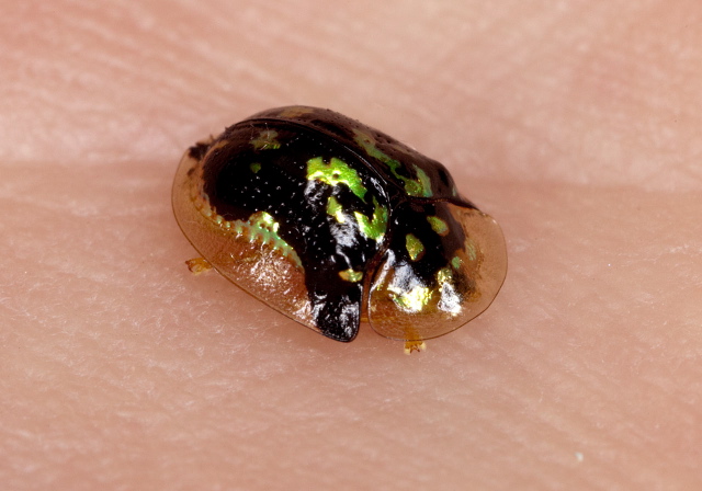 Deloyala guttata Chrysomelidae