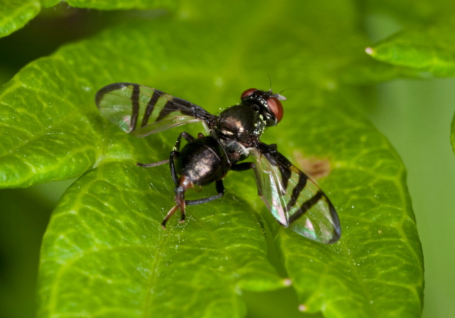 Rivellia sp. Platystomatidae