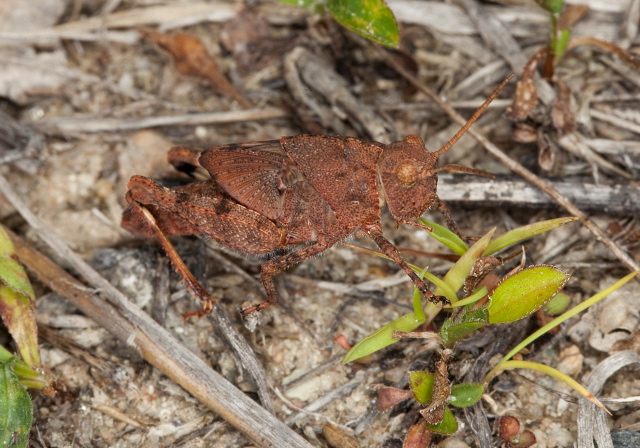 Dissosteira carolina Acrididae